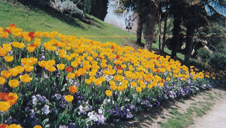 Tulips in Retiro Park